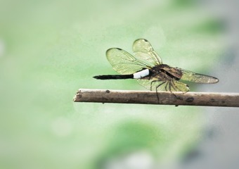 57EEE8F2-3DAA-4F3B-A7C0-8C76E836373D/L0/001