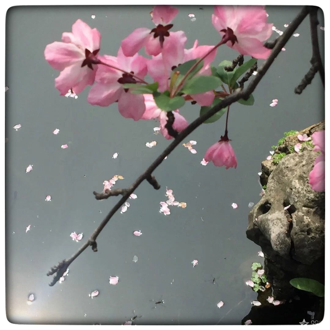 花谢花飞花满天红消香断有谁怜