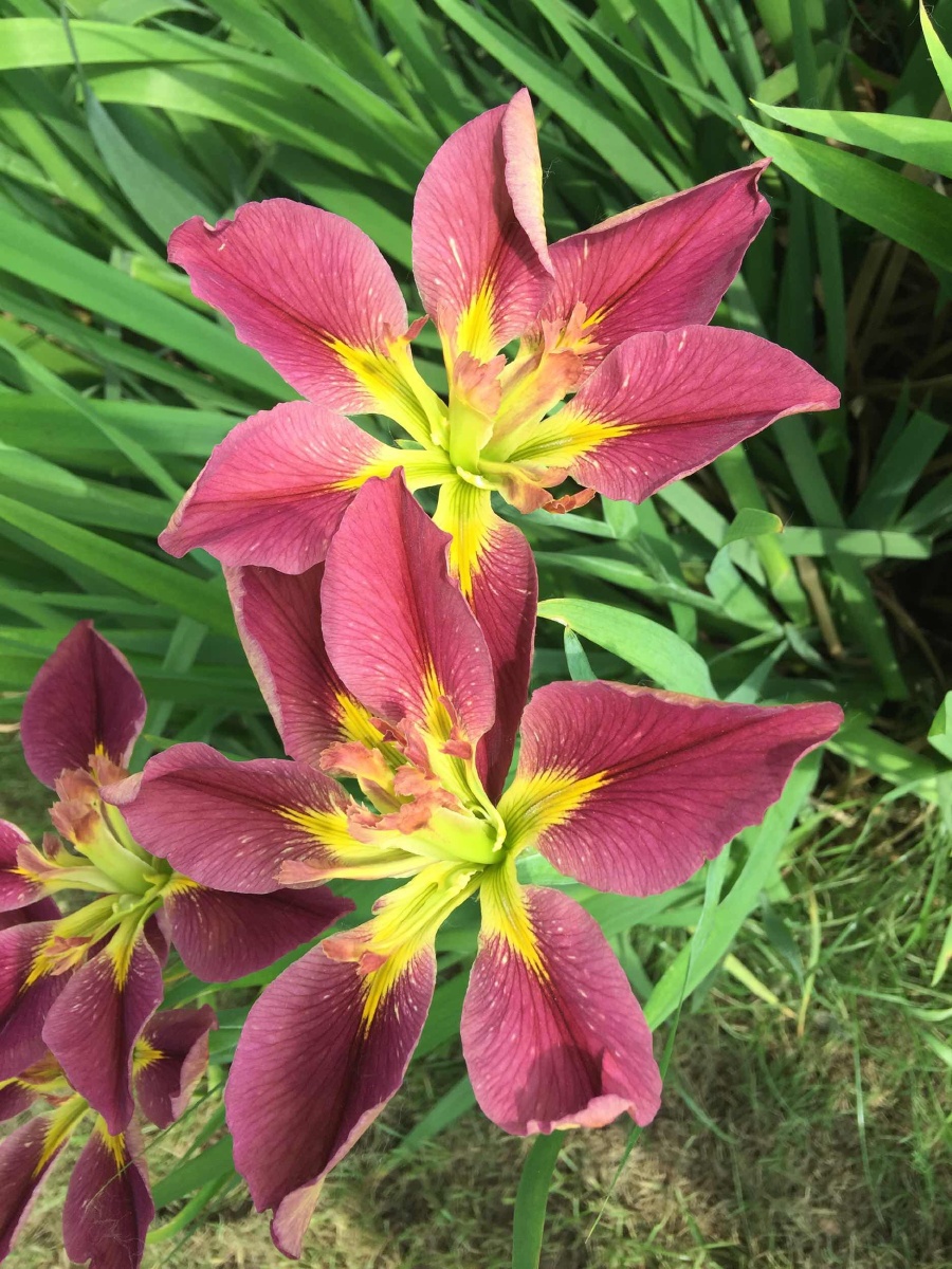 莫奈花园的鸢尾花