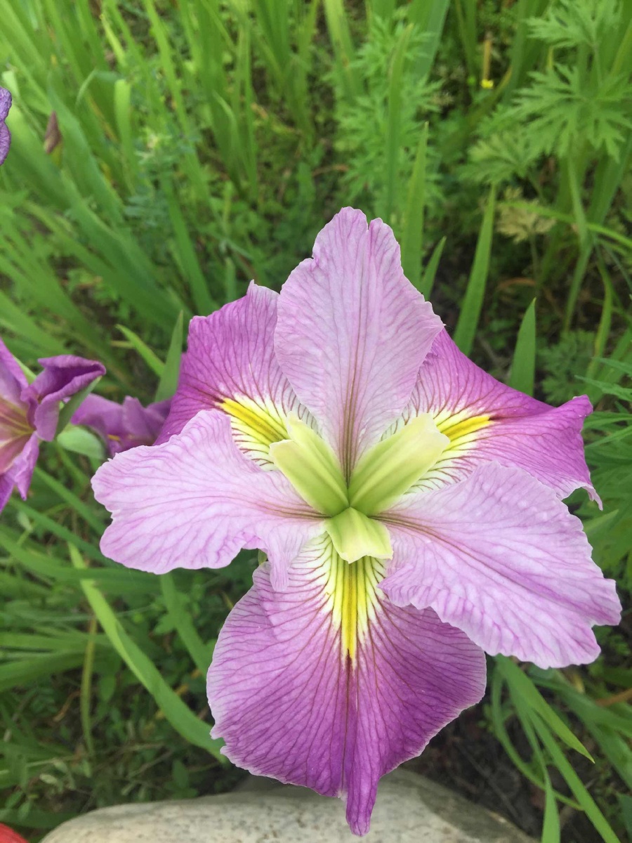 莫奈花园的鸢尾花