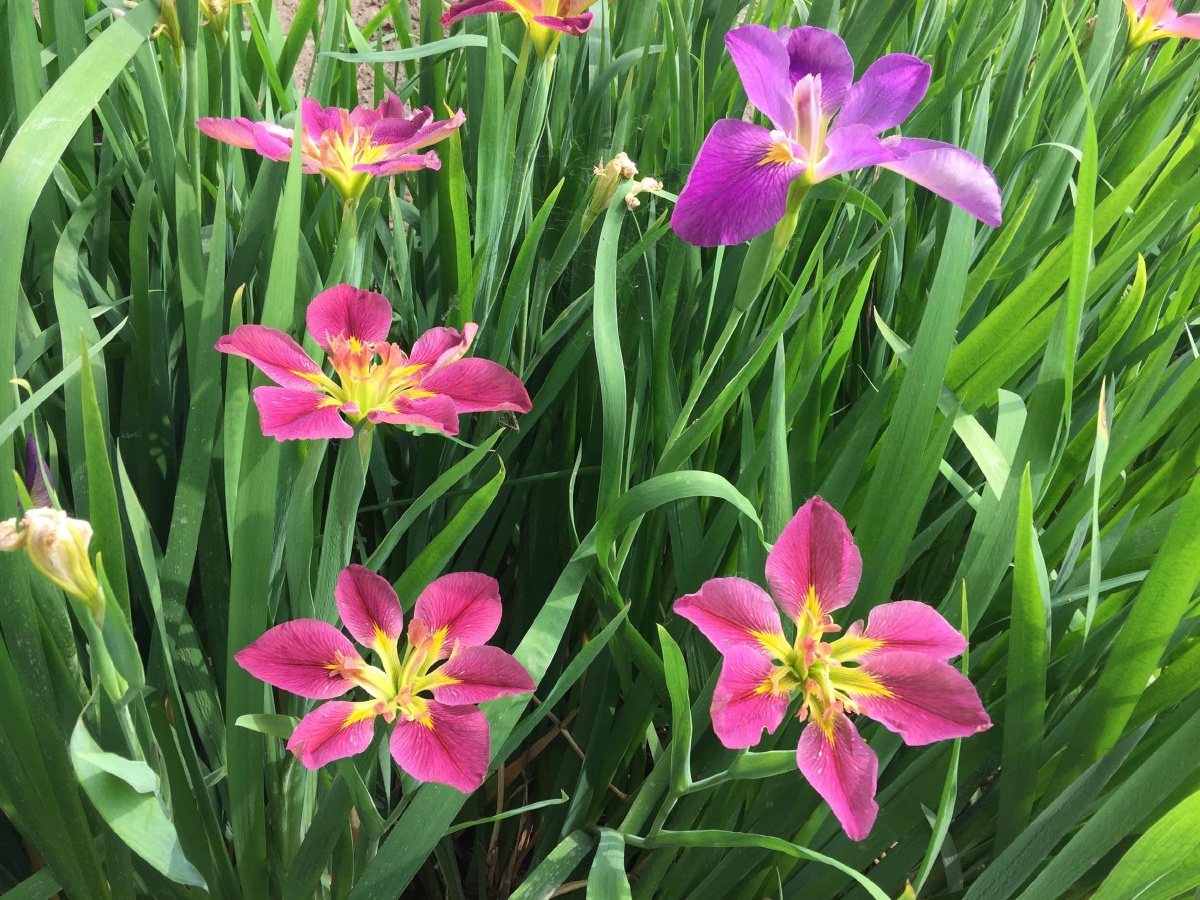 莫奈花园的鸢尾花