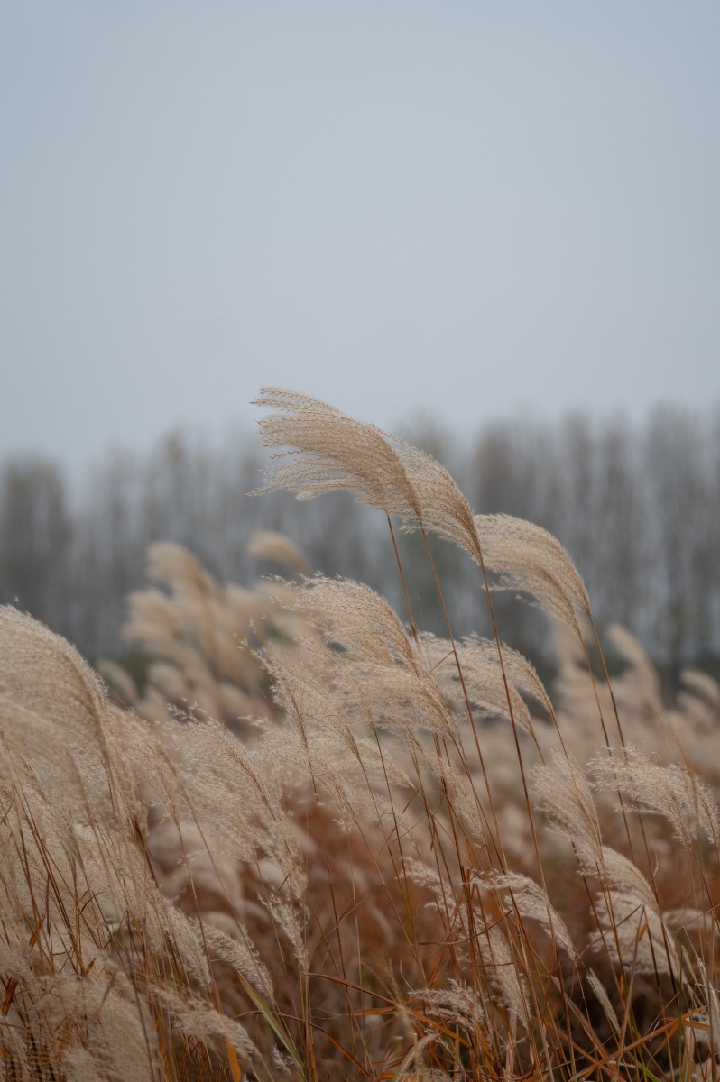 风中芦苇