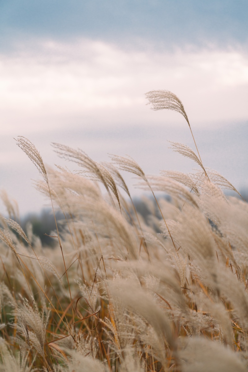 风中芦苇