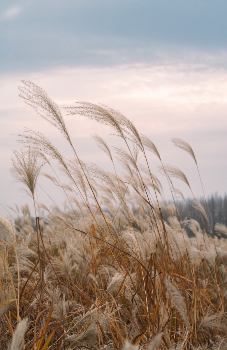 风中芦苇
