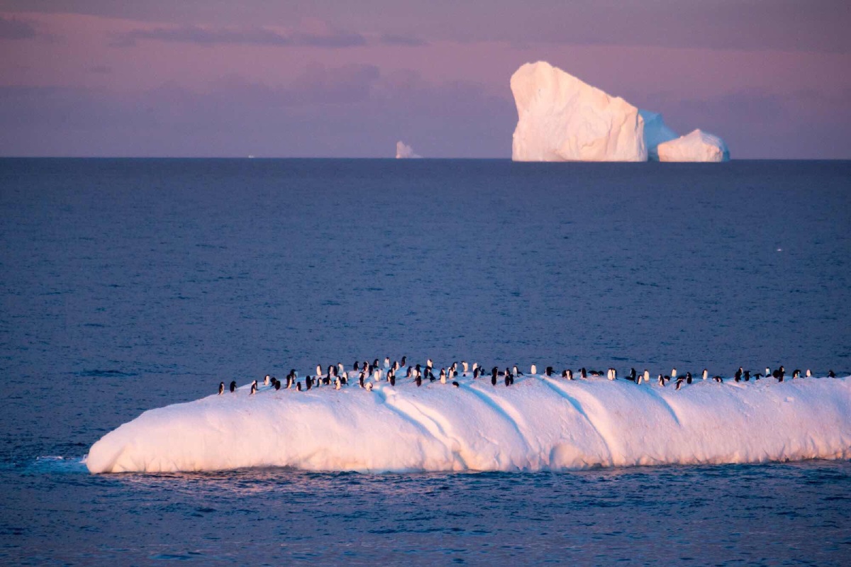 南极风光极地企鹅