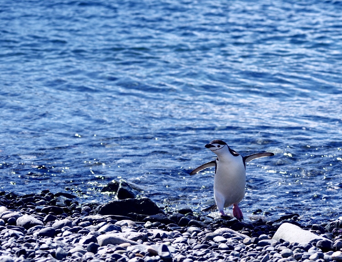南极风光极地企鹅