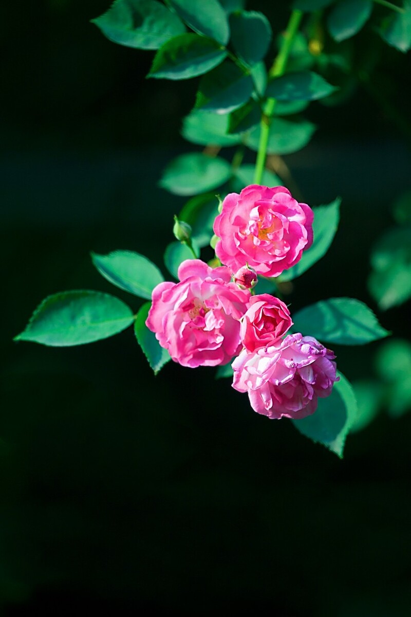 花朵图片大全风景图片