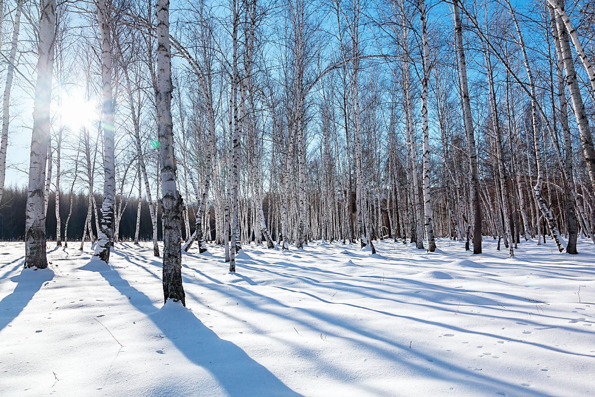 内蒙古呼伦贝尔白桦林雪风光