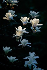 _M4W8424