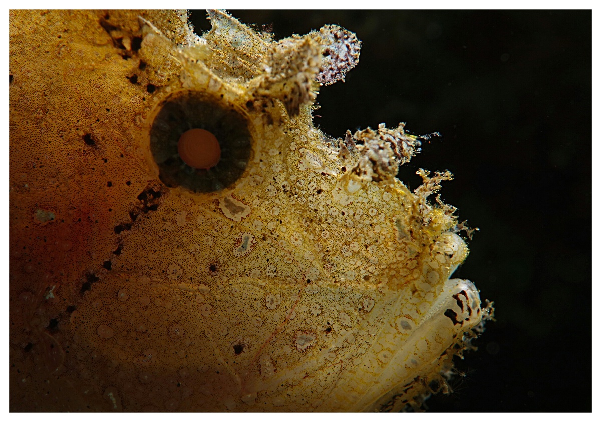 树叶鱼有着史前生物气质我用背光表现