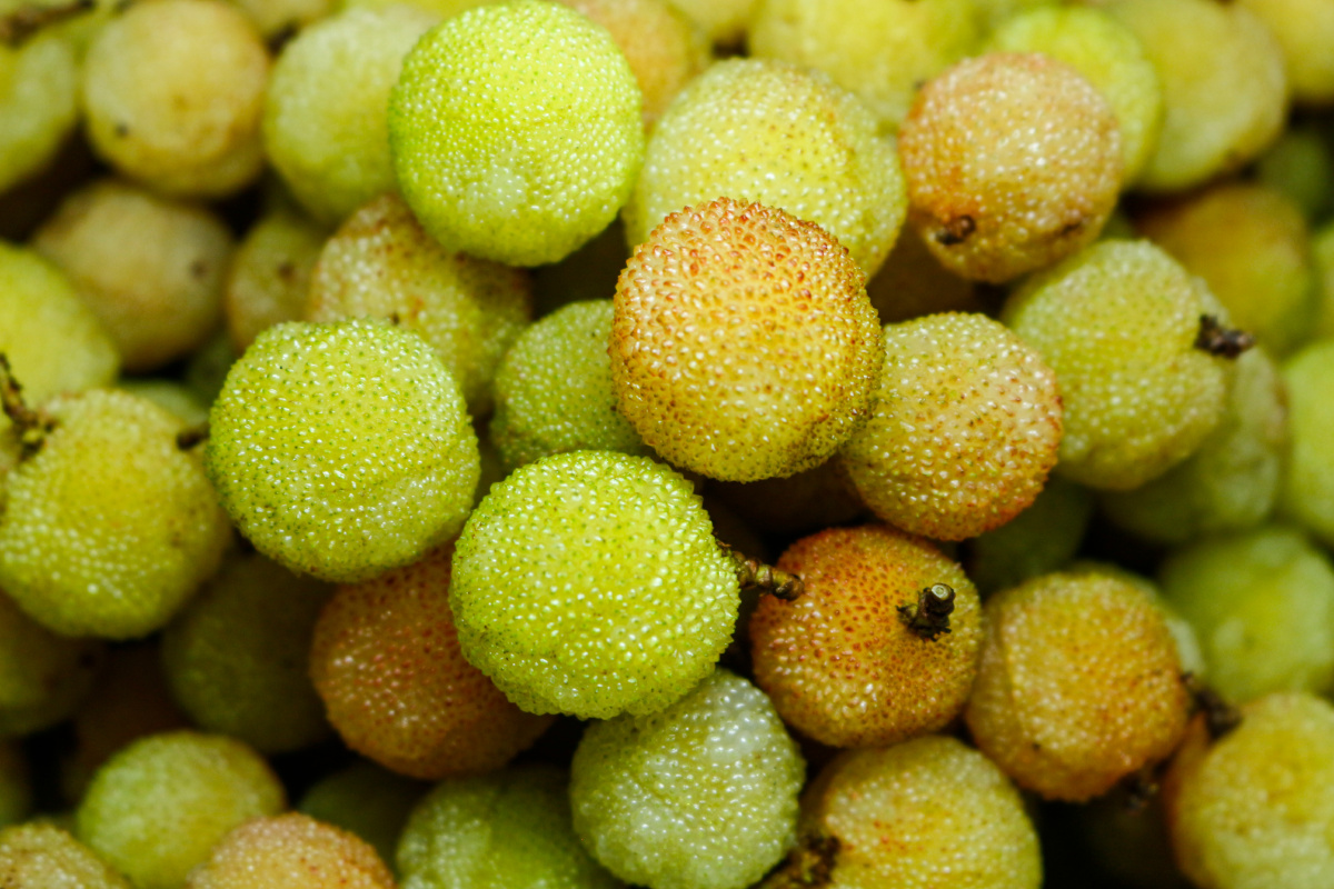 天然野生白杨梅酸爽的感觉