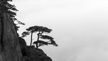 青松永驻