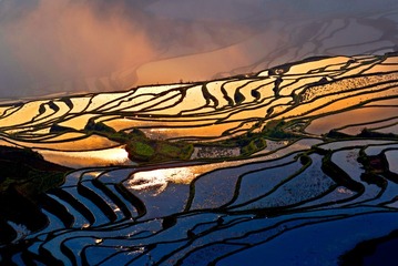 金色梯田