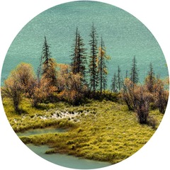 喀纳斯小景