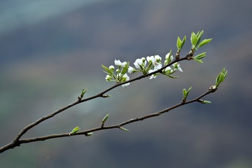 又是一年梨花开