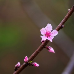 春天来了