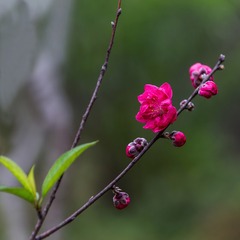桃红春