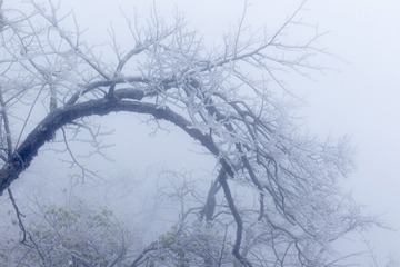 雾锁黄山松