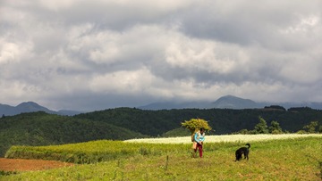 脸朝黄土背朝天