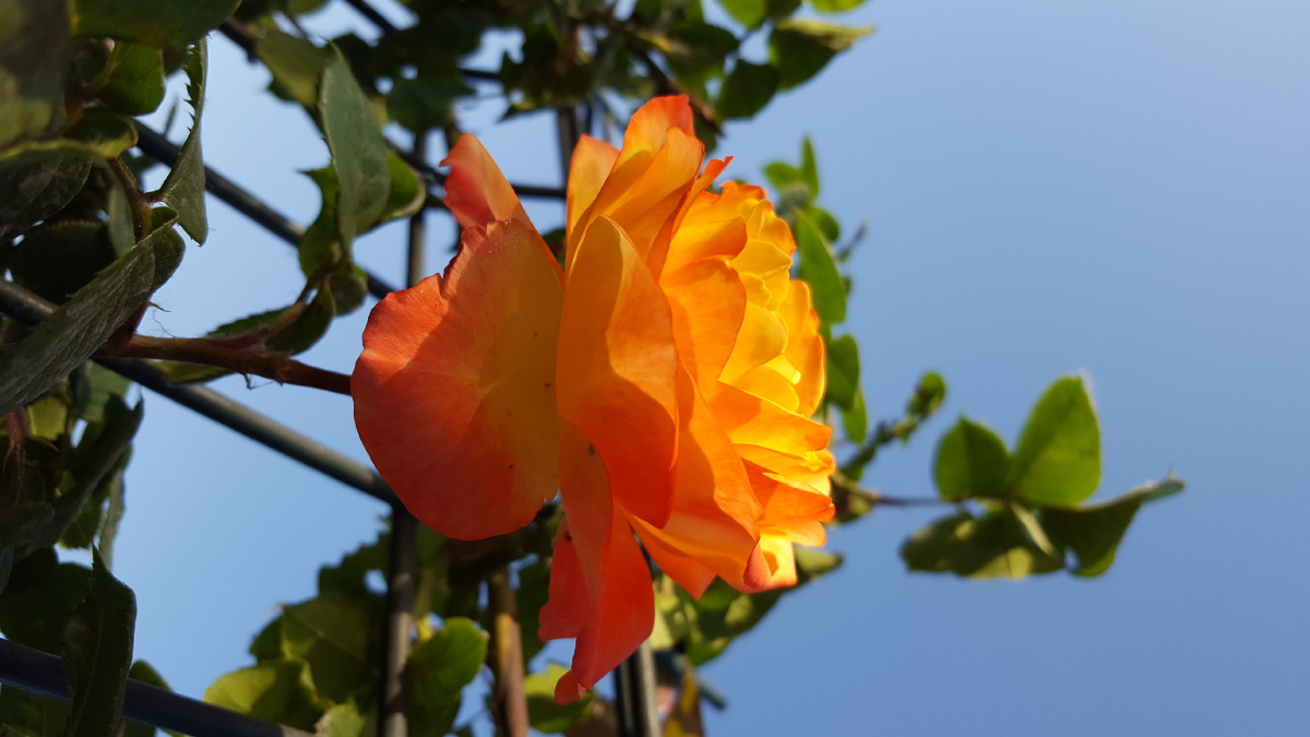 路边花月季橙色光线