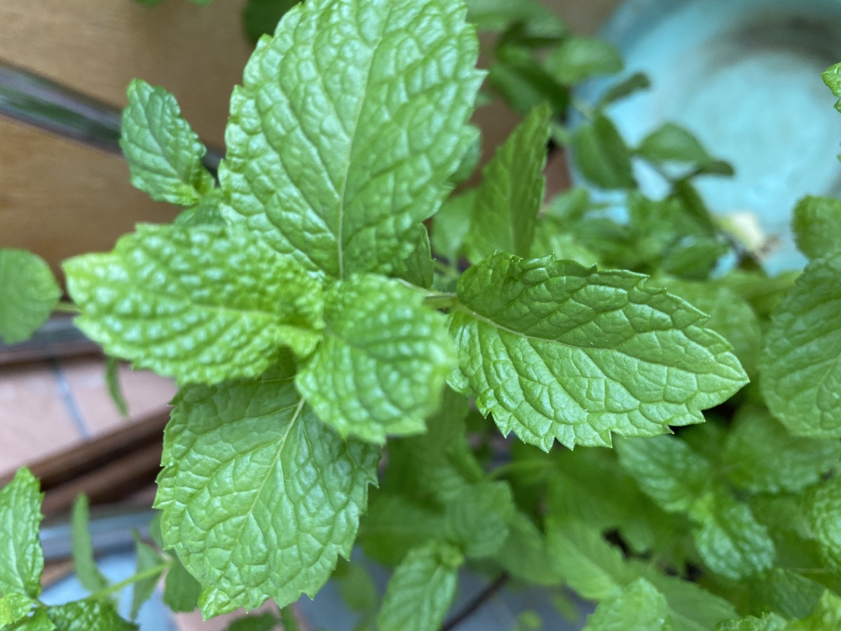 薄荷- 鲍个鱼 - 图虫