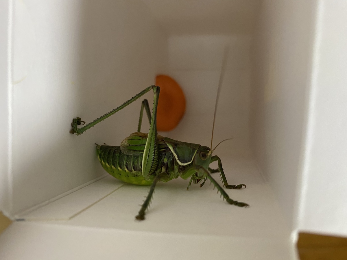  蝈蝈