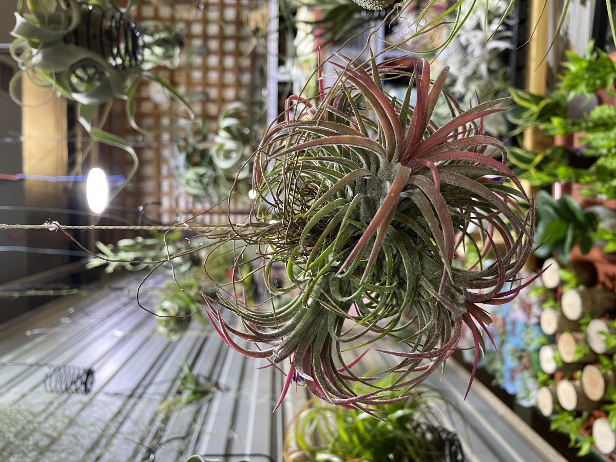 空气凤梨图三像不像章鱼