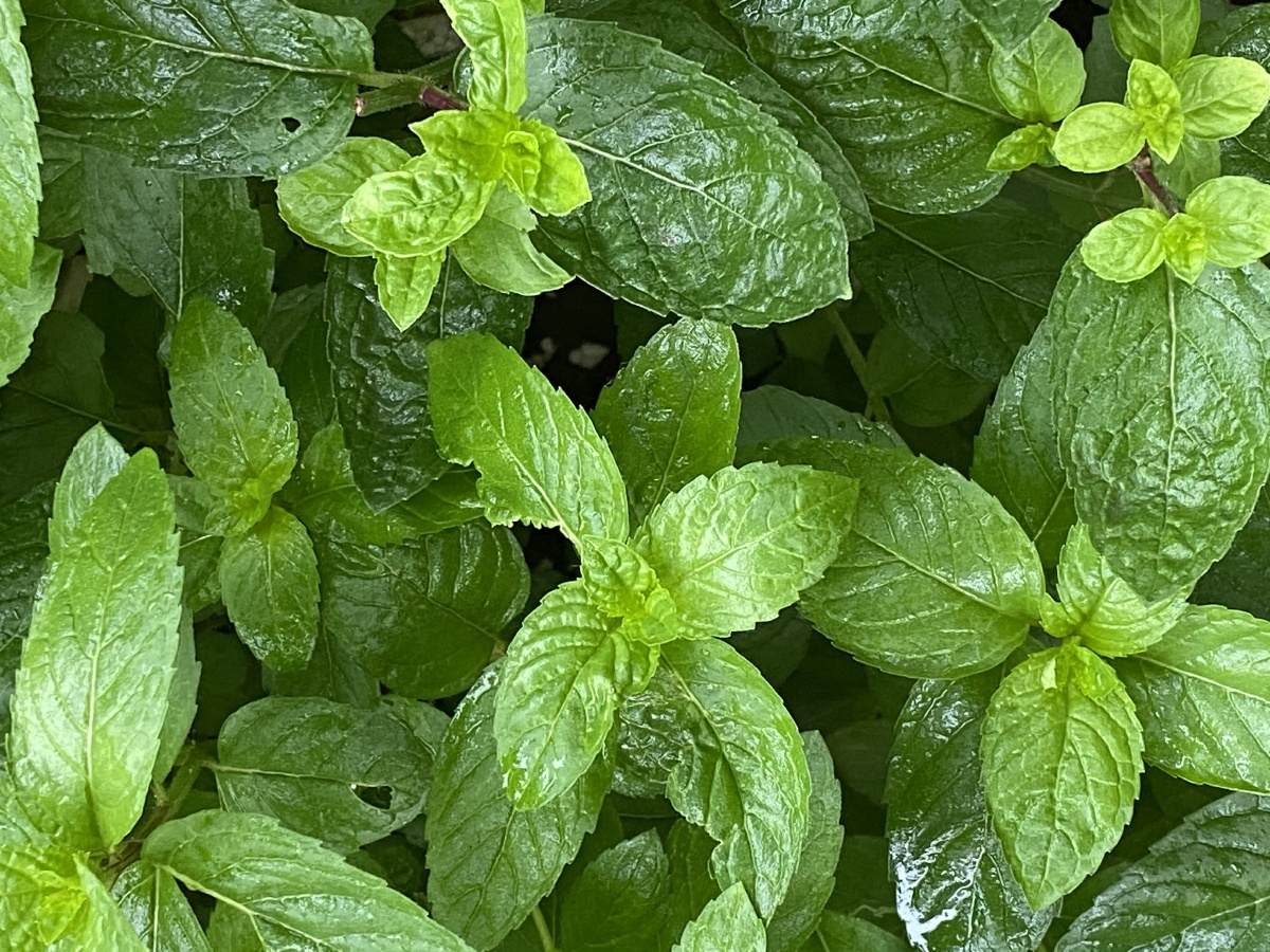 薄荷,小雨中,叶子冲刷的很干净
