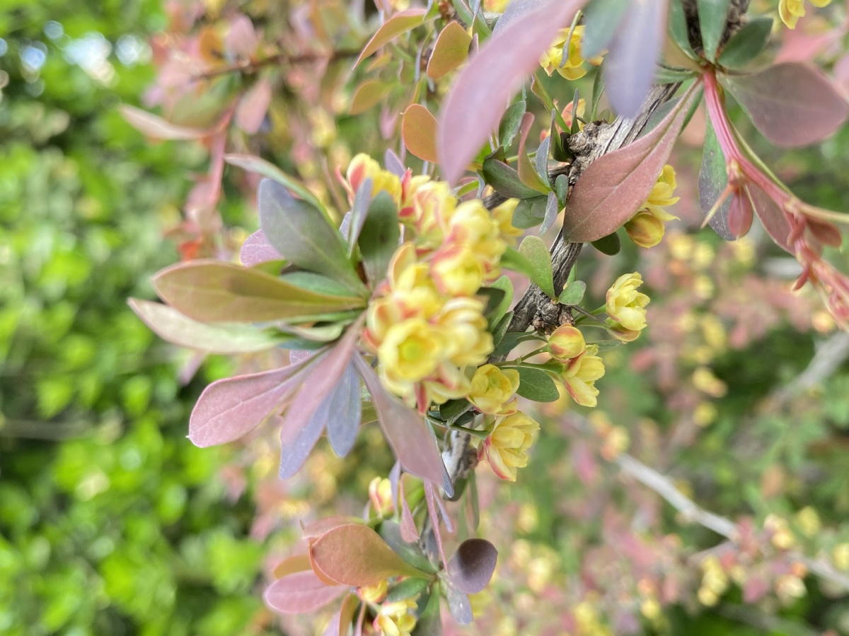 小檗春日黄花簇簇