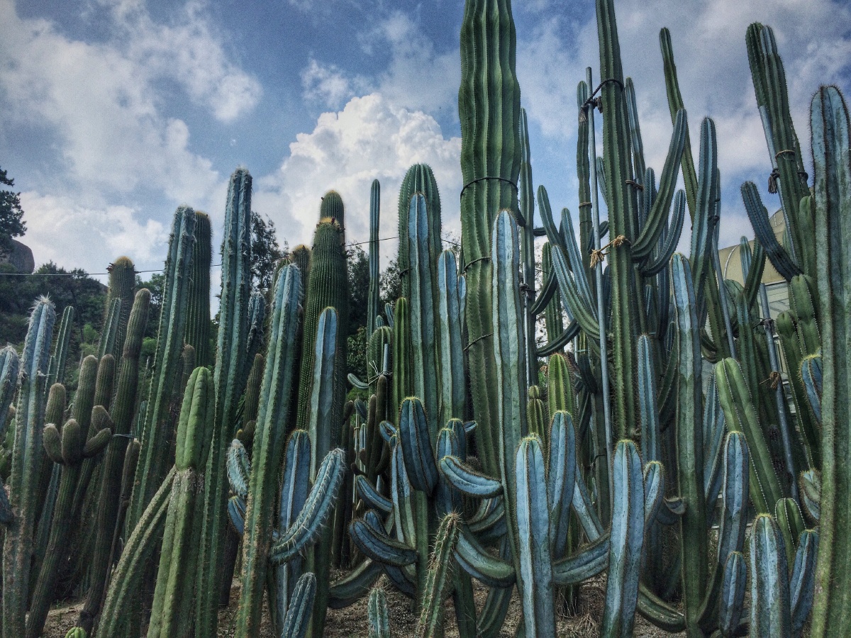 万石植物园厦门
