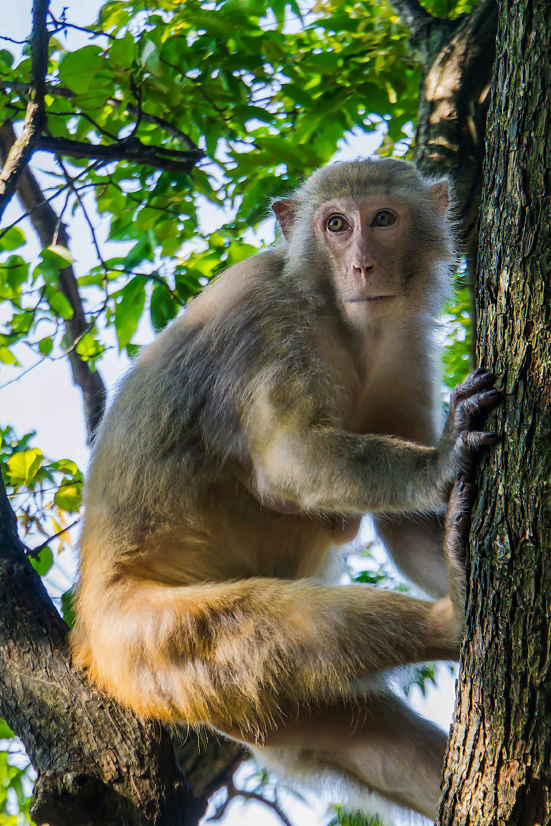 庐山锦绣谷的美猴点赞是美德,打赏是鼓励打赏还没有