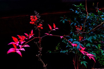 D9081C84-851A-43BD-97CA-43E4C71FC48E/L0/001