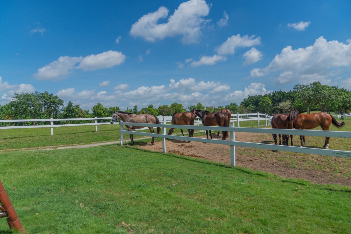 马广州周边马牧场迪茵湖木屋别墅亲子摄影