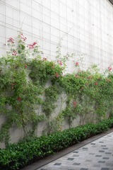 DSCF5967