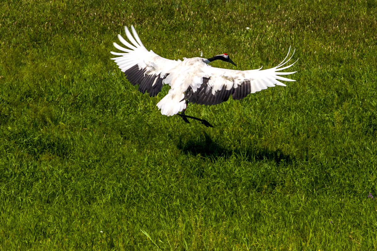 鹤乡扎龙 - 扈冬生 - 图虫网 - 优质摄影师交流社区
