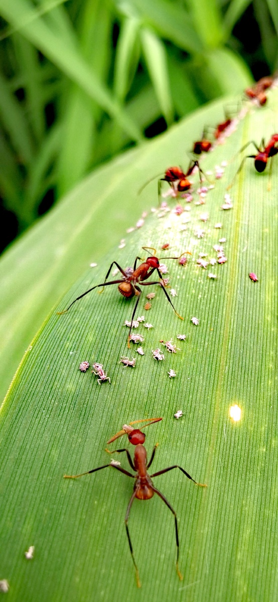 蚂蚁- 可良 - 图虫