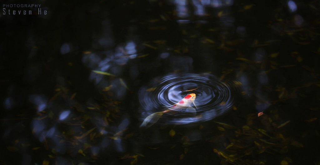 一条小鱼与一片叶子的邂逅 碰撞出完美的韵律<br />
<br />
此刻的相机只负责记录这一美妙的瞬间
