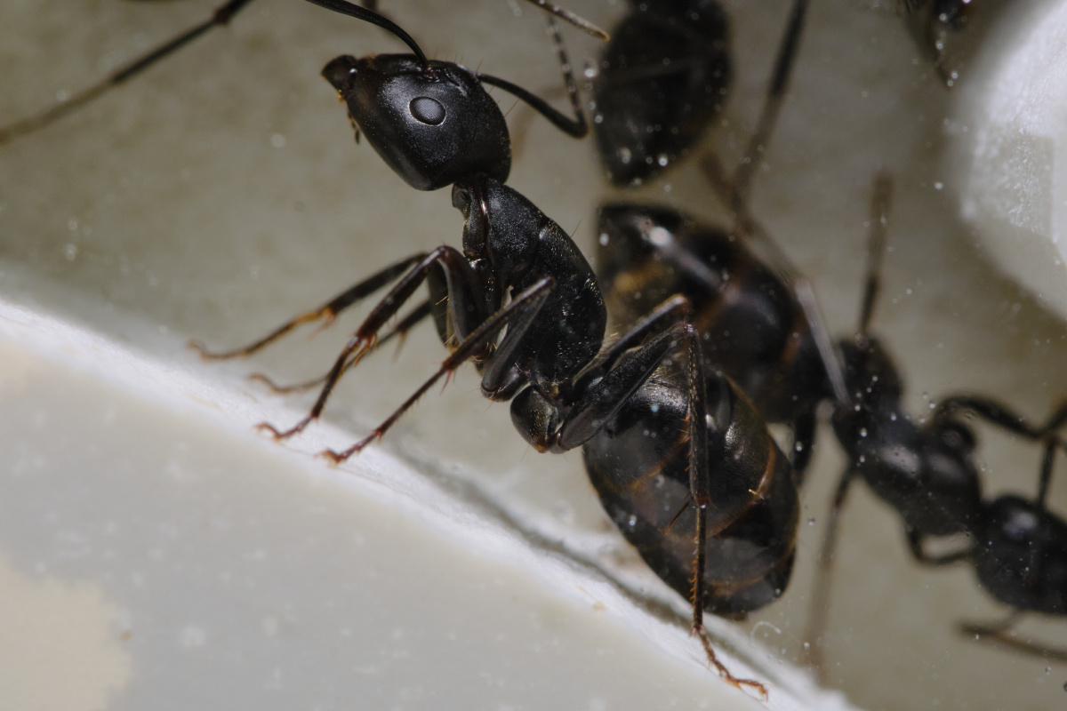 平时看上去相当渺小的蚂蚁在微距镜头下是这个样子的从图上可看出蚂蚁