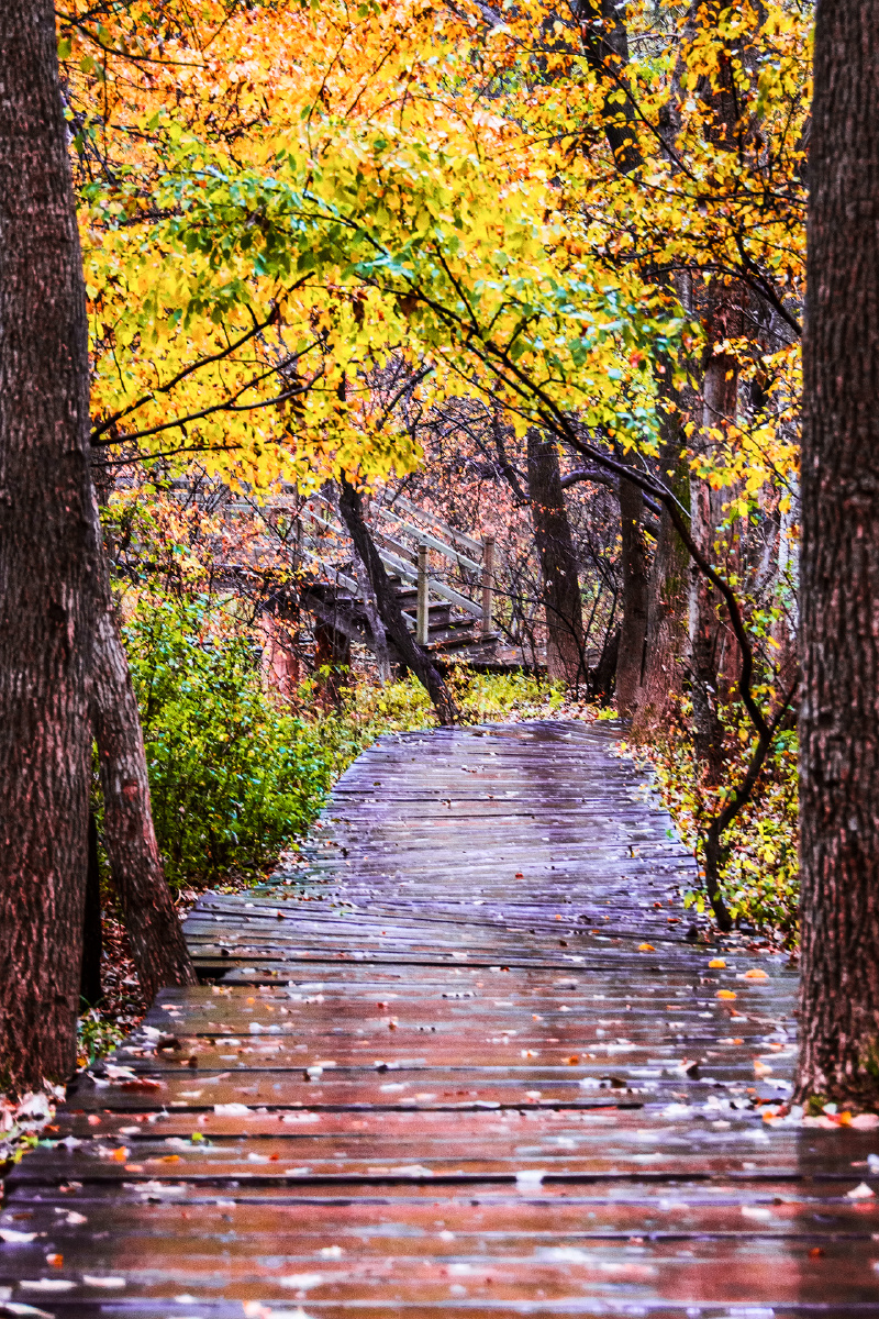 小路 森林 秋季 色彩 树木 自然