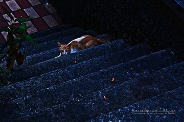 鼓浪屿上的猫