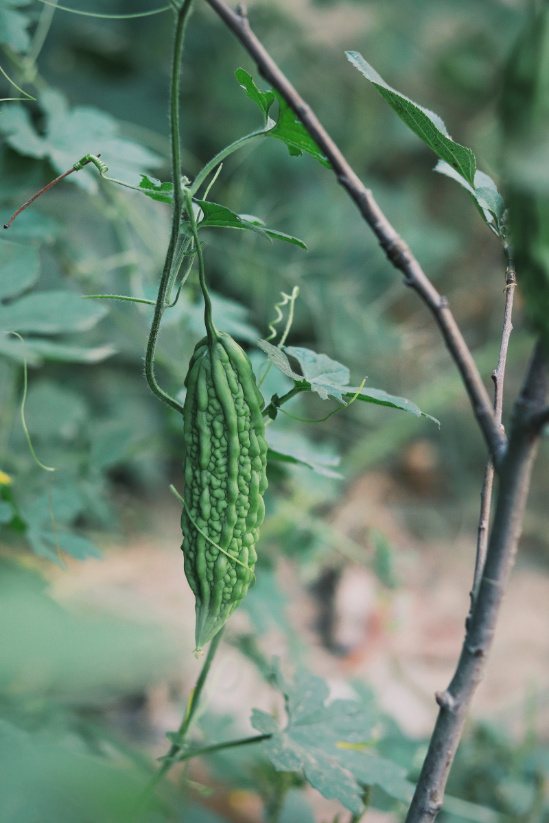 01苦瓜美味又好看的苦瓜