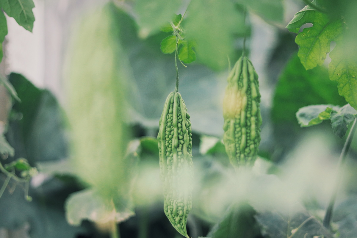 01苦瓜美味又好看的苦瓜