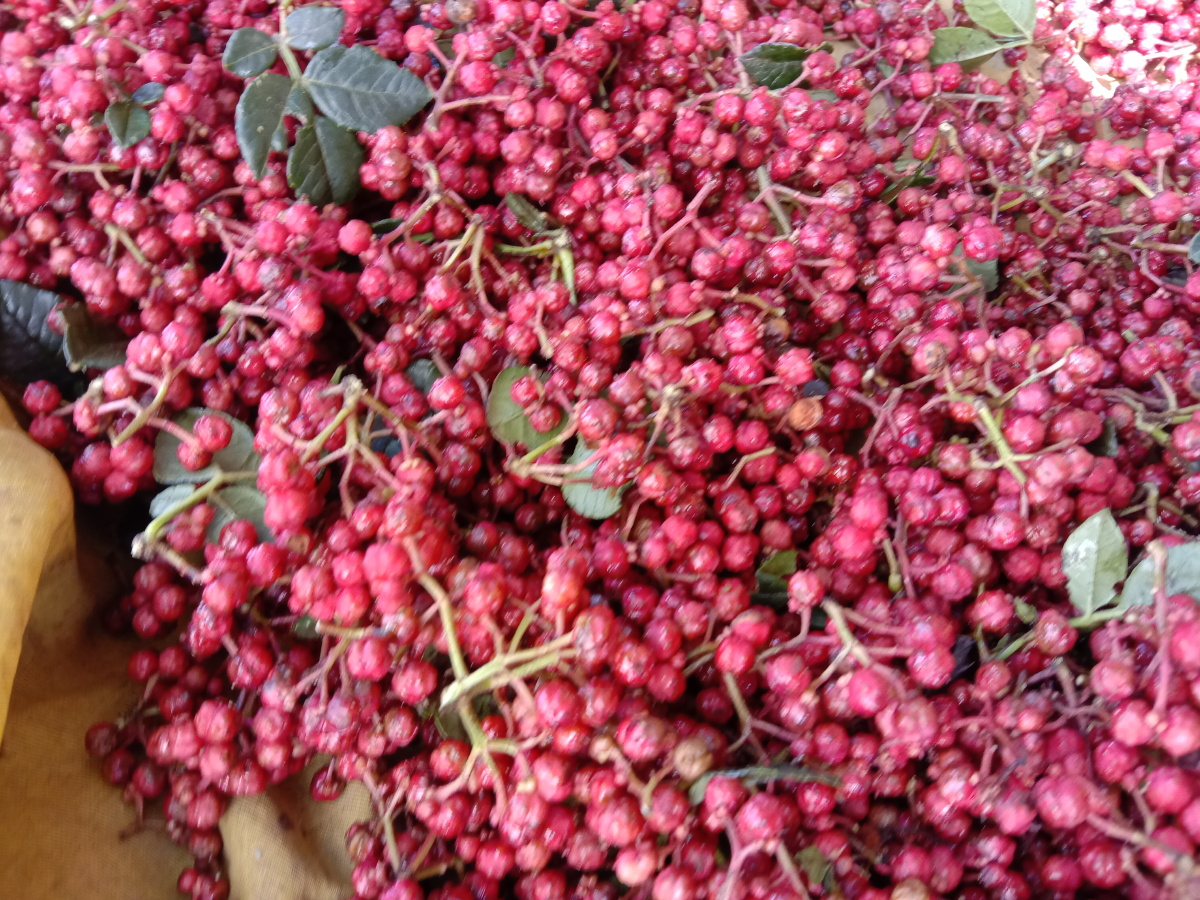 花椒红了红艳艳似珠宝