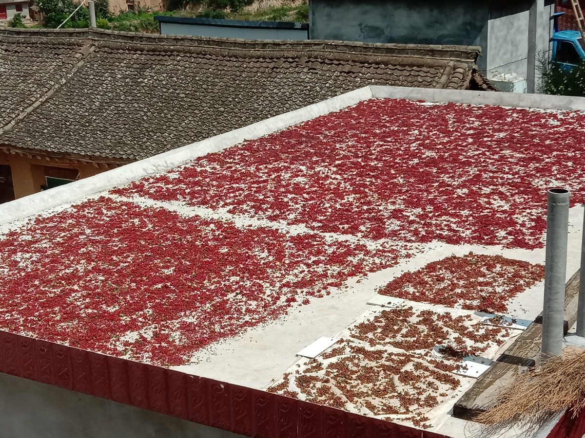 晒花椒花椒红了采摘下来的花椒经过晒后才能上市