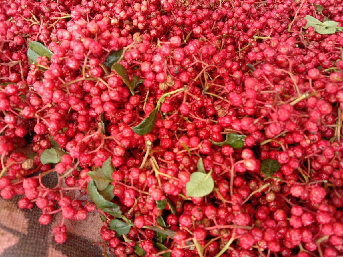 花椒红了红艳艳似珠宝