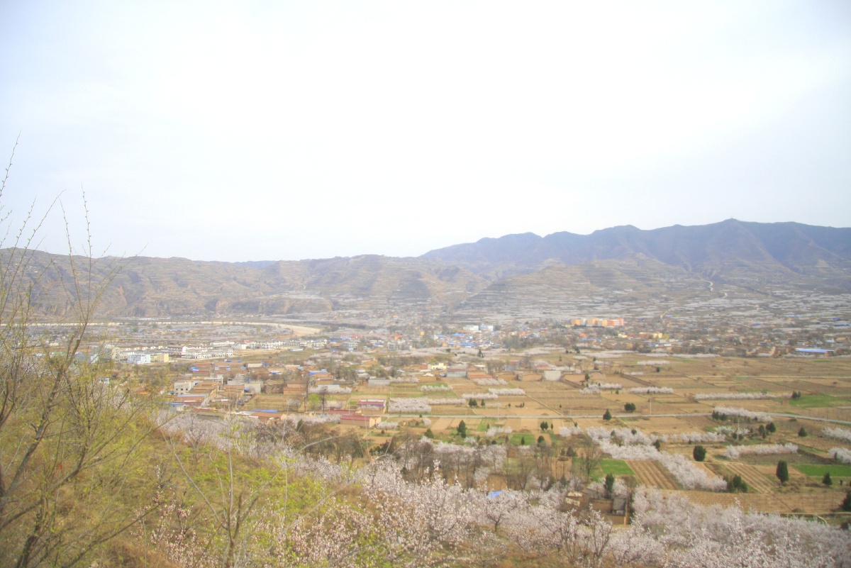 甘肃天水新阳镇万亩杏花盛开吸引市民春节走出家门到田野旅游观光欣赏
