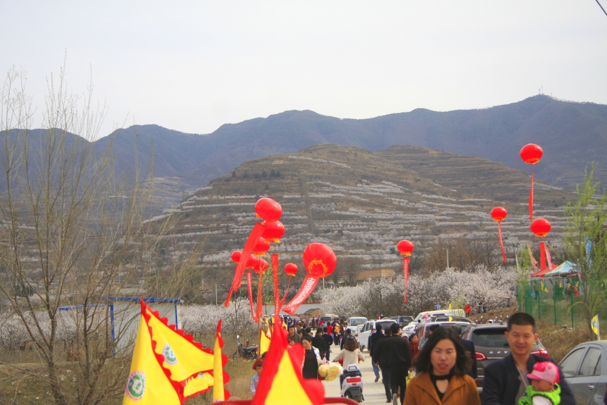 甘肃天水新阳镇万亩杏花盛开吸引市民春节走出家门到田野旅游观光欣赏