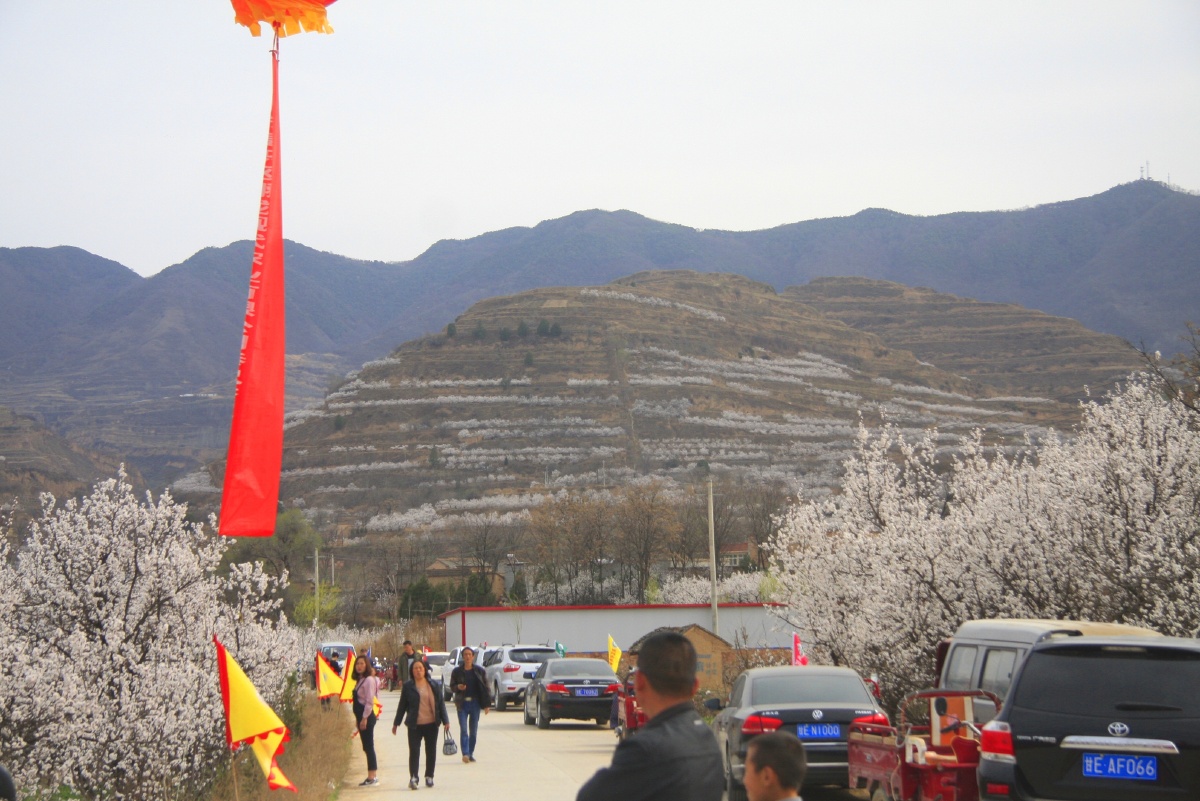 甘肃天水新阳镇万亩杏花盛开吸引市民春节走出家门到田野旅游观光欣赏