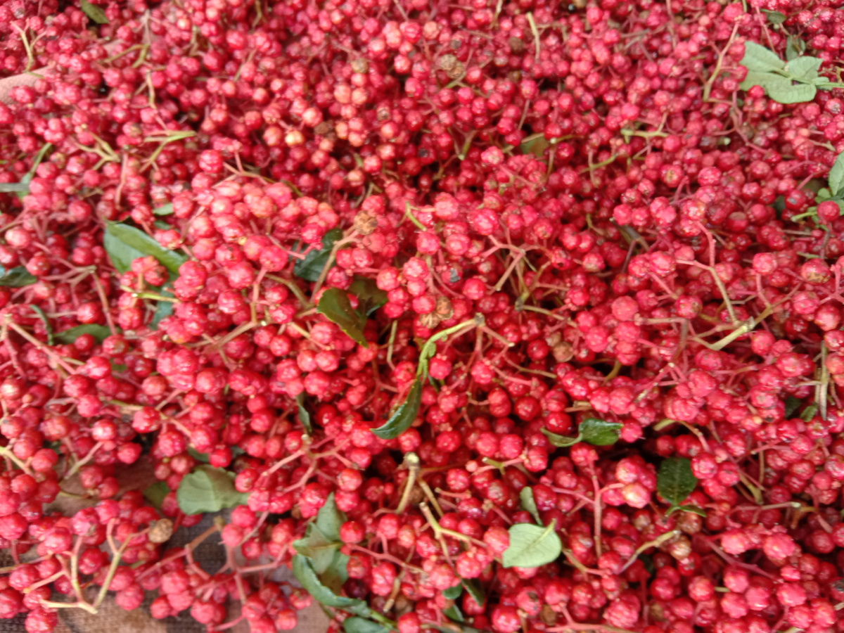 花椒红了红艳艳似珠宝