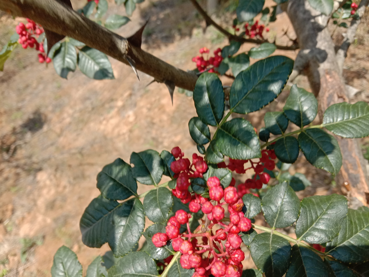 花椒红了红艳艳似珠宝